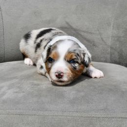 TOPAZ - Blue merle male Miniature American Shepherd puppy in Bixby, Oklahoma from Roeboat Aussies
