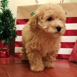 Poodle Puppies from Champion Poodles