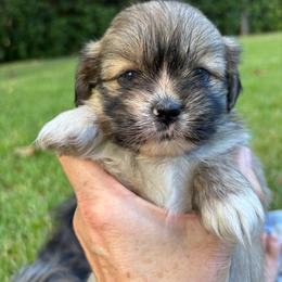 Flint - Grizzle male Lhasa Apso puppy in Albany, Georgia from Clark's Lhasas