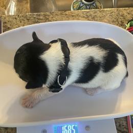 Boy 3 - male Miniature Schnauzer puppy in Flintstone, Georgia from Lovey Mini Schnauzers