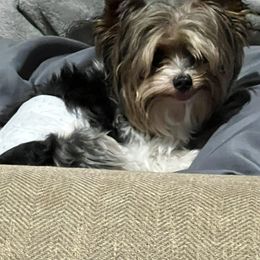 Scout - Yorkshire Terrier