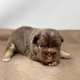 Hera - Tricolors female French Bulldog puppy in Amarillo, Texas from Bomb City Bulldogs