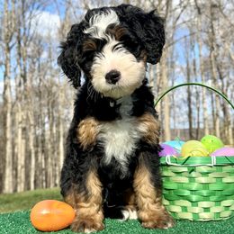 Gus - Tri-color Bernedoodle puppy in Birdsboro, Pennsylvania from Jetta's Pups