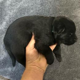 Tasko - Black male German Shepherd puppy in Milan, Illinois from Stonewick German Shepherds