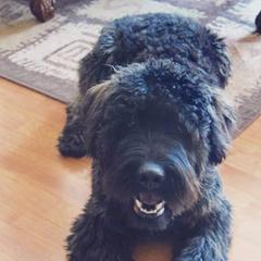 Apollo - Bouvier des Flandres