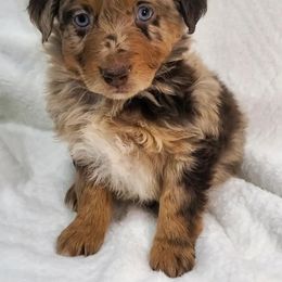 Eric - Miniature Australian Shepherd puppy in Roseville, California from Golden State Mini Aussies