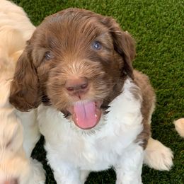 Australian Labradoodle Puppies from Happy Time Doodles