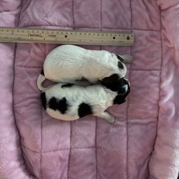 Cavapoo Puppies from Sweetheart Cavapoos