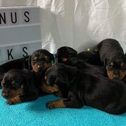 German Pinschers from ThunderPaws