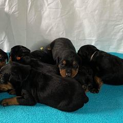 German Pinschers from ThunderPaws