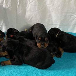 German Pinschers from ThunderPaws