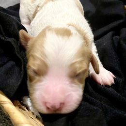 Bernedoodle and Cavapoo Puppies from Sugar Doodles Pups