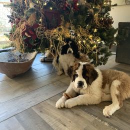 Newfoundland, Poodle, Saint Berdoodle, and Saint Bernard Puppies from Mammoth Doodles