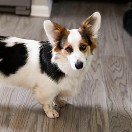 Dahlia - Pembroke Welsh Corgi
