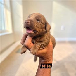 Mila - Fawn (Isabella) female Dachshund puppy in Homosassa, Florida from Foxies Doxies