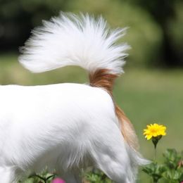 Chihuahuas and Cocker Spaniels from Keto Kennels