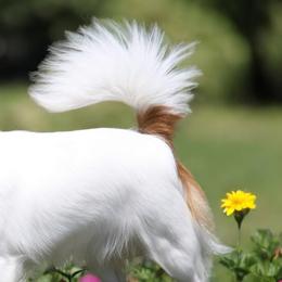 Chihuahuas and Cocker Spaniels from Keto Kennels