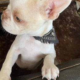 Boston Terriers from Thomas's Boston Terriers