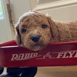 Goldendoodles from Paradise Poodle