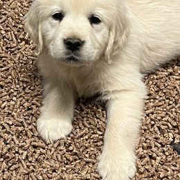 Golden Retrievers from Halcyon Kennels