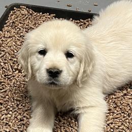 Golden Retrievers from Halcyon Kennels