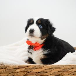 Cupcake - Black tri female Miniature American Shepherd puppy in Elmwood Park, Illinois from Goldens&MiniAussiesWithFinesse