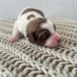 Bernedoodle Puppies from Boutique Bernedoodles & Co.