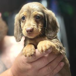 Godiva - Dapple female Dachshund puppy in Attapulgus, Georgia from KJRC Kennels