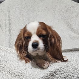 Aussiedoodle, Cavalier King Charles Spaniel, Companion Cross, French Bulldog, Goldendoodle, Morkie, Pomsky, Pug, and Yorkshire Terrier All Grown Up from We R Puppies