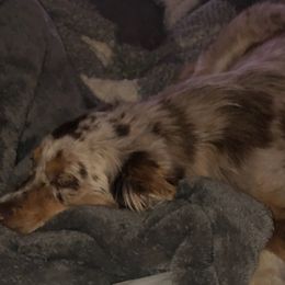 Cavapoos, Miniature American Shepherds, and Poodles from BriarCreek Mini Aussies & Doodles