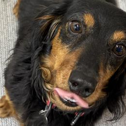 Taggy - Dachshund
