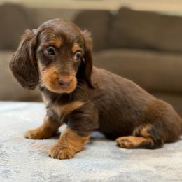 Ty - Chocolate and tan male Dachshund puppy in Chehalis, Washington from Devoted Doxies - DLL