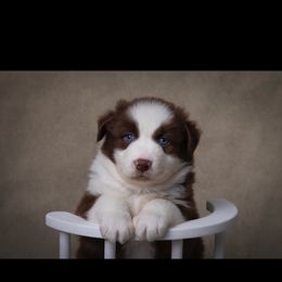 Boy 1 - Red tri-color male Australian Shepherd puppy in Tompkinsville, Kentucky from Wiggle Butt Inn LLC