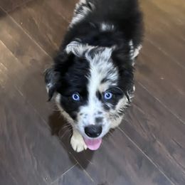 Australian Shepherd Puppies from Discovery Hill Australian Shepherds