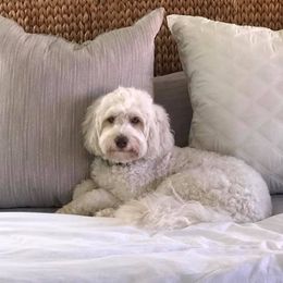 Cotton - Australian Labradoodle