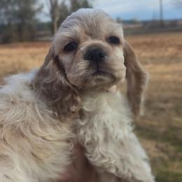 Groot - Red roan male Cocker Spaniel puppy in Florence, South Carolina from Reddick's American Cocker Spaniels