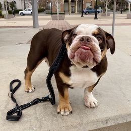 Honey - Bulldog