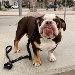 Honey - Bulldog