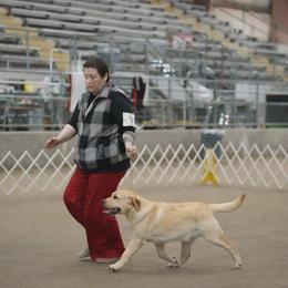 Bamm-Bamm - Yellow male Labrador Retriever puppy in Nacogdoches, Texas from Westlane Dogs