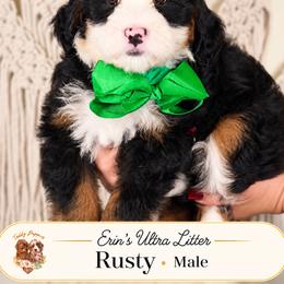 Rusty - Tri-color male Bernedoodle puppy in Norcross, Georgia from Teddy Puppies