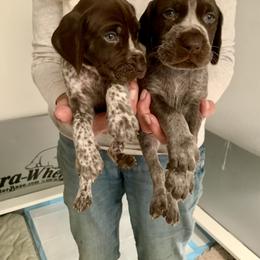 Liver roan boy - Liver roan male German Shorthaired Pointer puppy in Richmond, Texas from Southern Star GSP/Stern des Südens