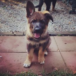 German Shepherd Puppies from Royalty German Shepherds