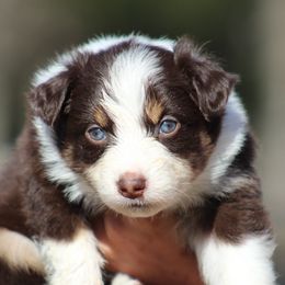 Sign - Red tri-color female Australian Shepherd puppy in Springville, Alabama from Cross Creek Aussies