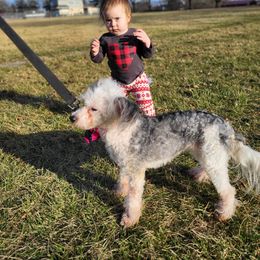 Chinese Crested and Shih Tzu All Grown Up from Wuppie Tree House