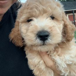 Goldendoodle Puppies from Rockin R Doodles