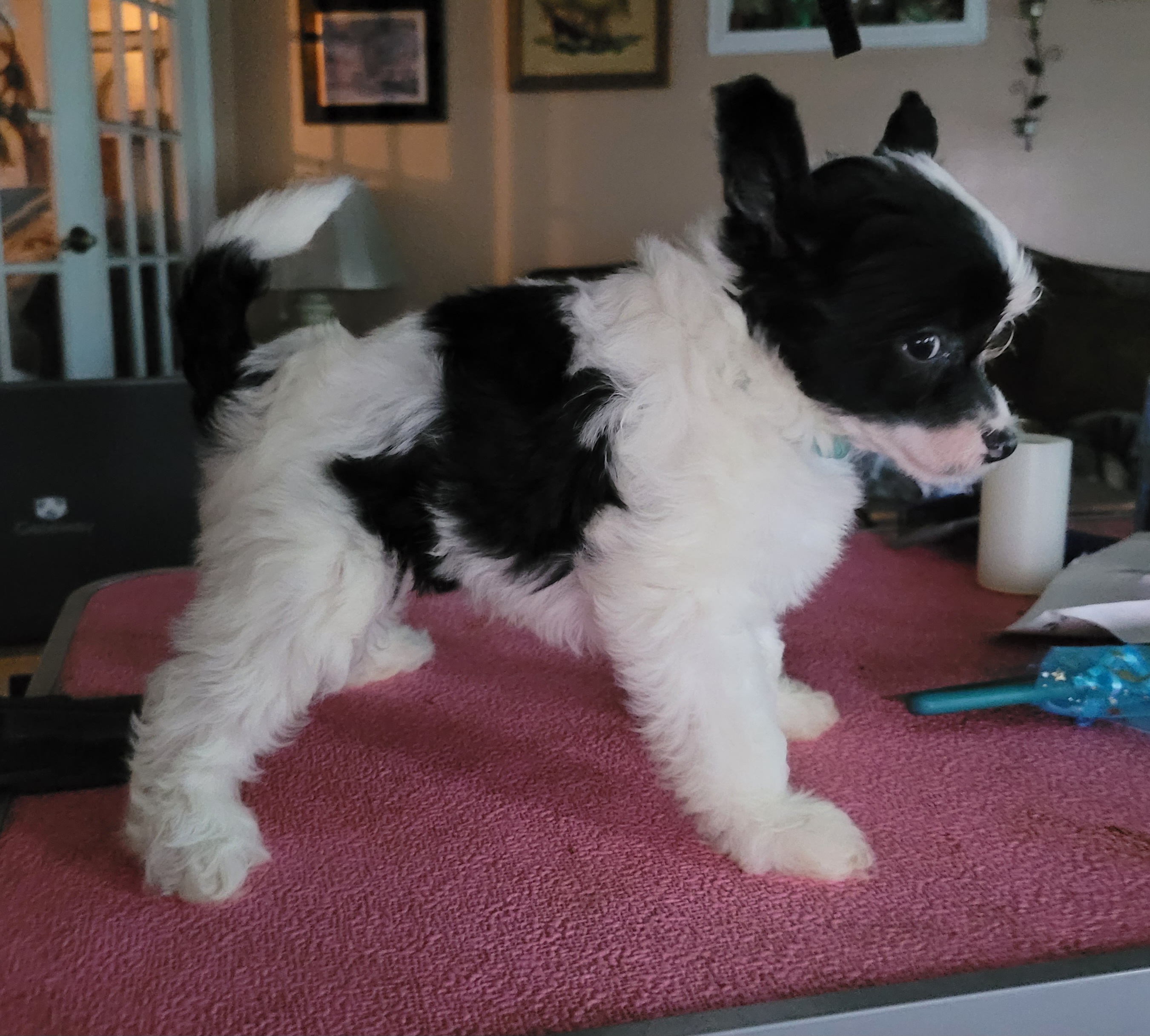 Daydream Believer - White and black Chinese Crested puppy in Savannah, Georgia from Dragonwing Kennel