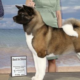 Akita from Okami Akitas