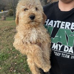 Vinnie - Apricot male Goldendoodle puppy in Yellville, Arkansas from Ozark Mountain Doodles & Pugs
