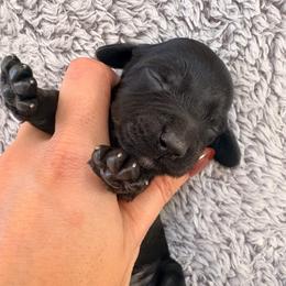 Black girl 3 - Black female Dachshund puppy in Newark, Delaware from Rich Point