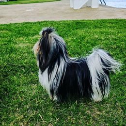 Biewer Terrier Puppies from Imperial BabyDoll Biewers